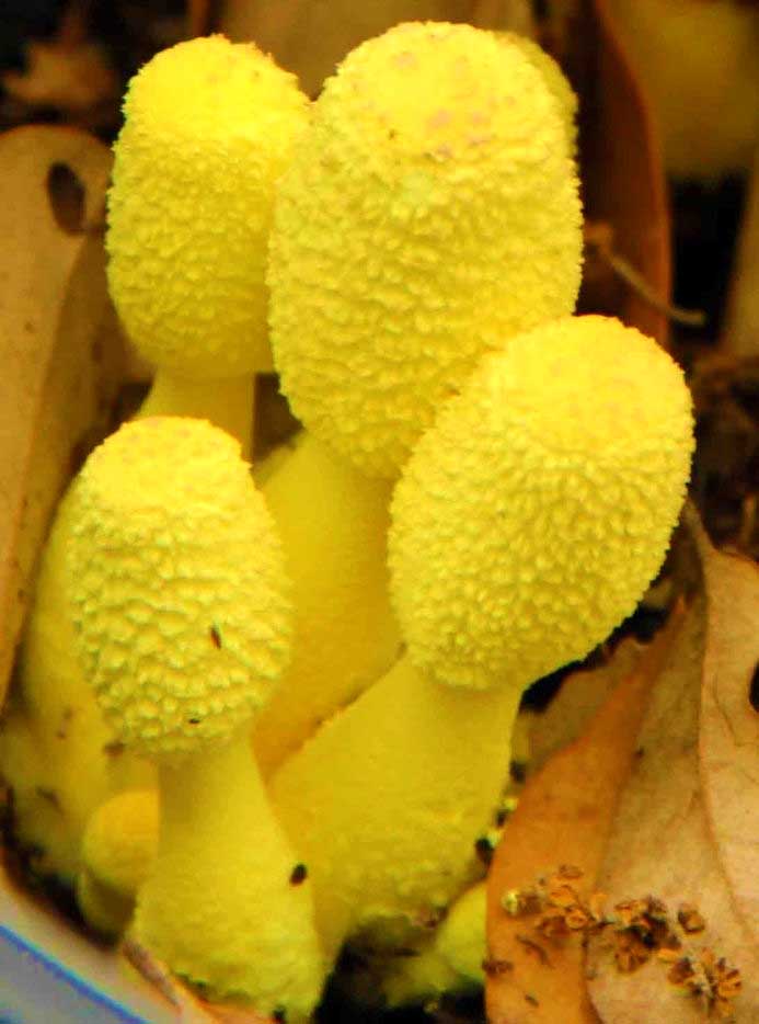 What?
