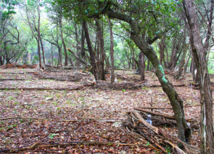 Land Art With Purpose
